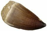 Fossil Mosasaur (Prognathodon) Tooth - Morocco #259979-1